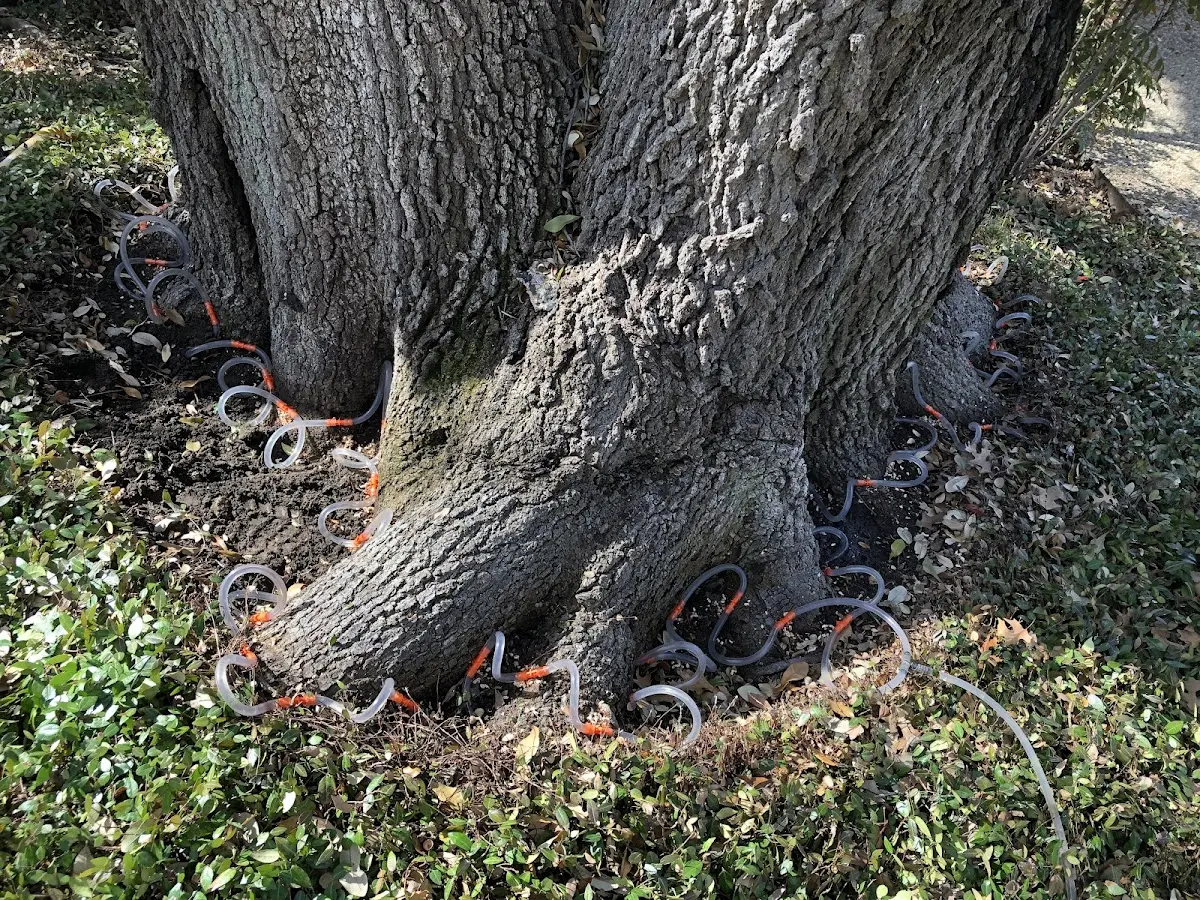 Detailed Tree Cabling and Bracing job site in Winesburg