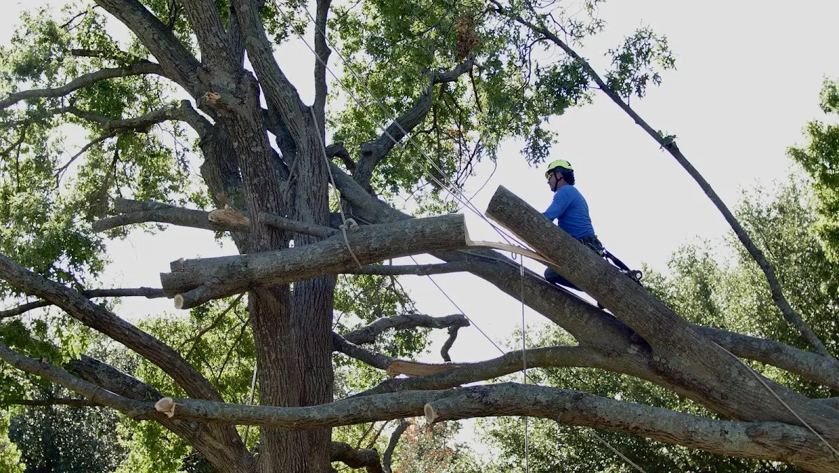 Professional Crown Thinning performed by certified arborists in Winesburg
