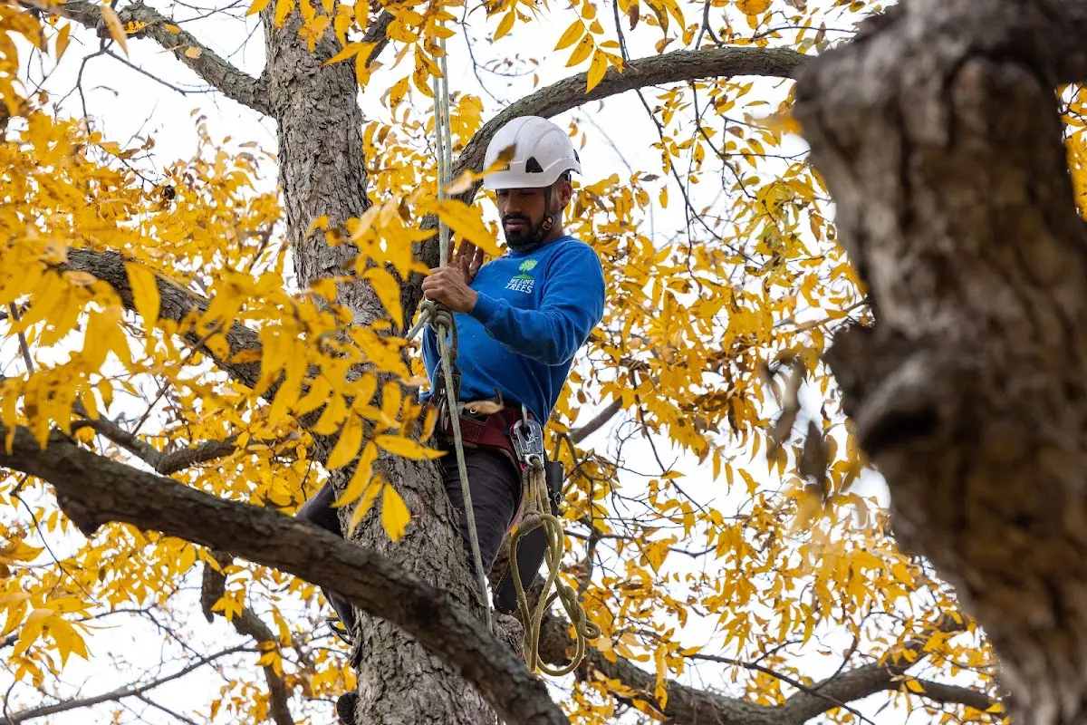 Skilled Tree Planting crew working in Winesburg